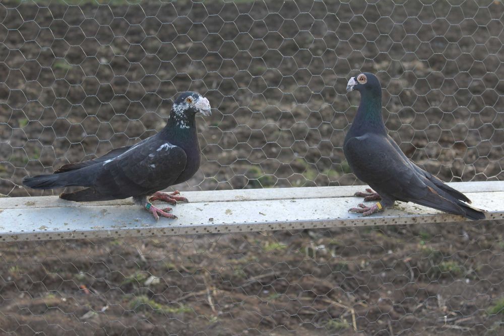 porumbei voiajori duduros