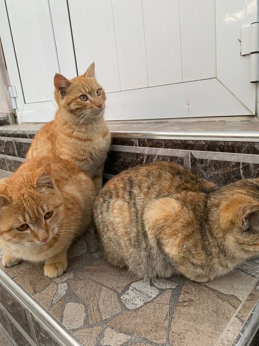 Продается котята