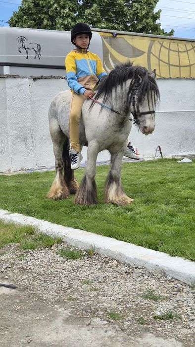 Disponibili Cai si ponei  folositi in turism ecvestru