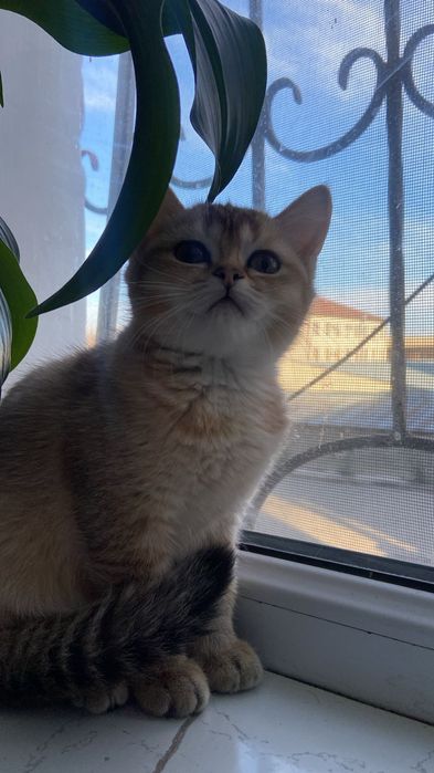 Котёнок британская шиншилла