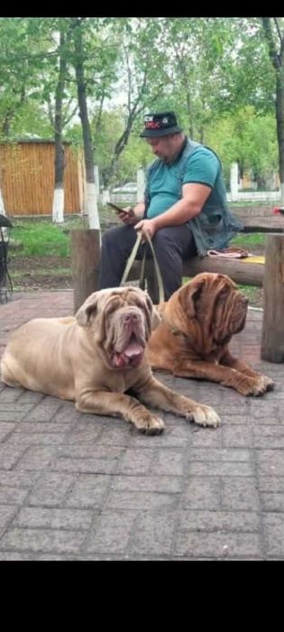 Мастино неаполитано