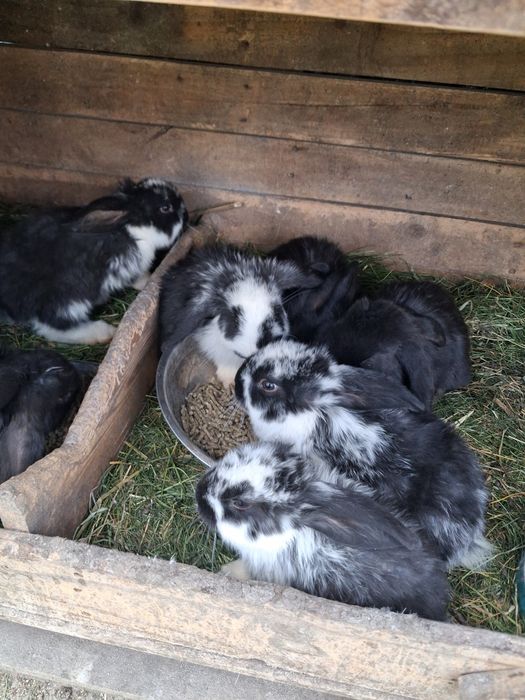 Iepurasi berbec german