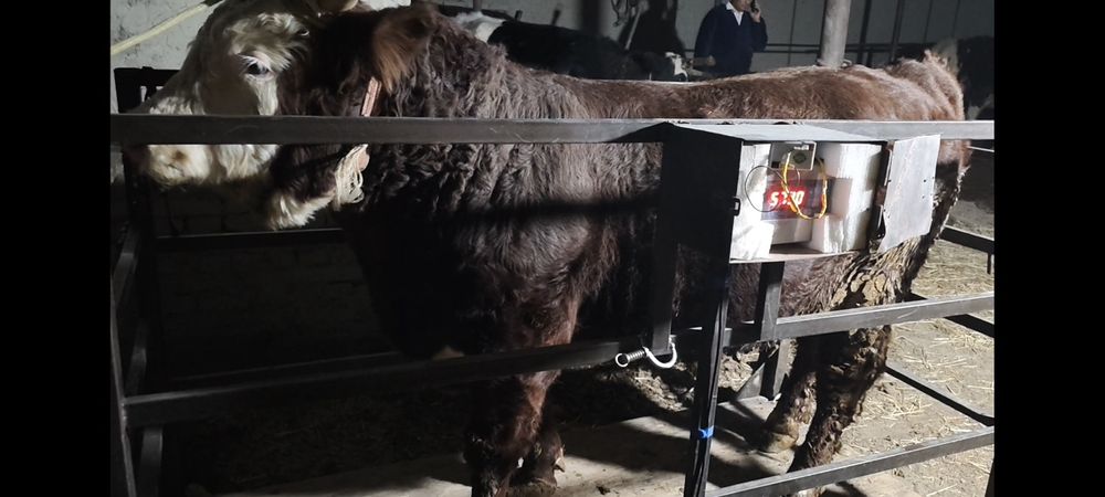 Mol ulchaymiz tarozi