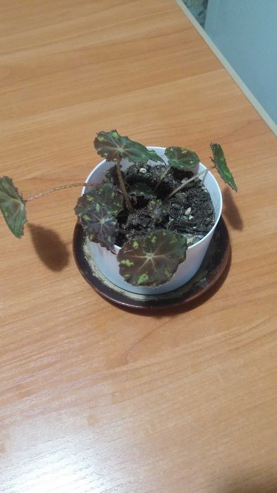 Бегония комнатная