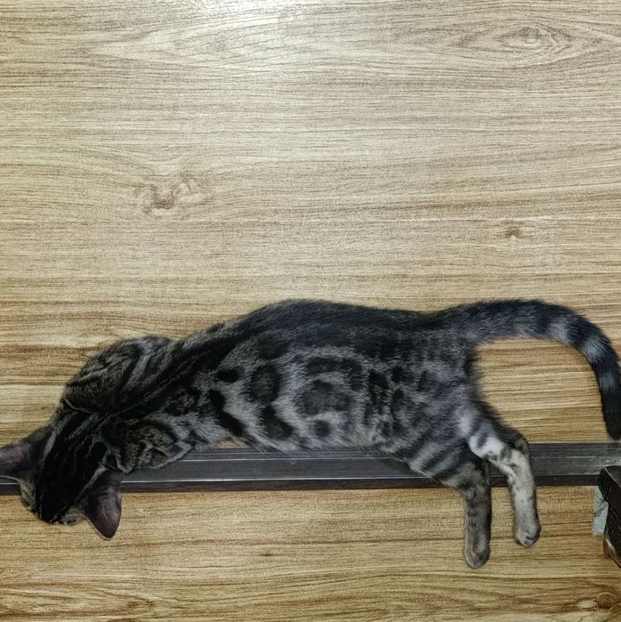 Продаётся бенгальская кошечка 

Ищет любящую семью очаровательная бе