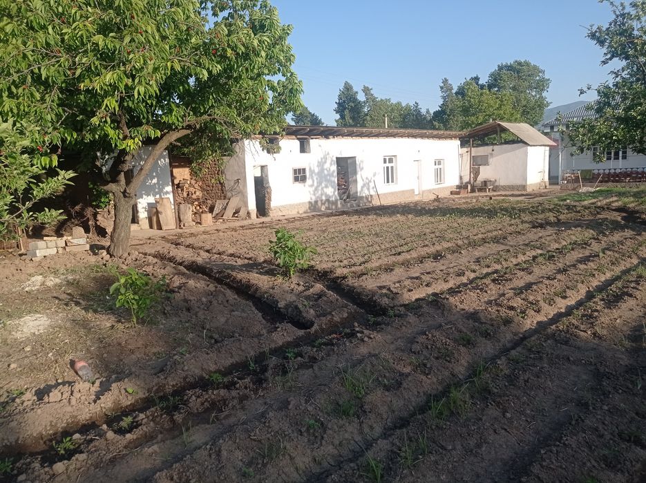 Уй сотилади  думолок кишлогида