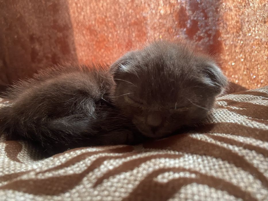 Продам вислоухого котенка