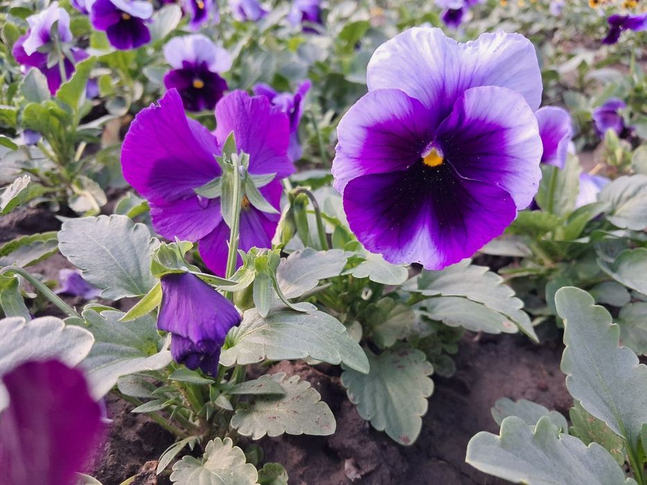 Цветни теменужки