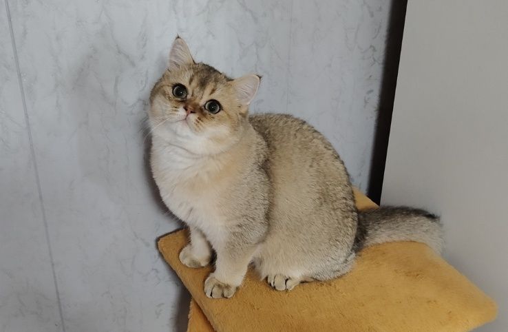 Котёнок Британец Шиншилла кобби типа