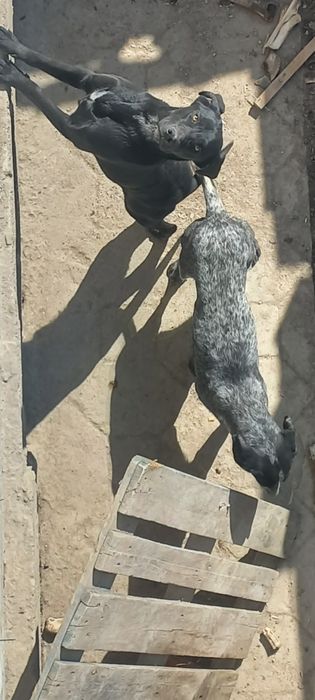 Немецкий курцхар