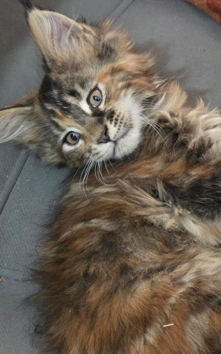 Мейнкун котята 2 месяца