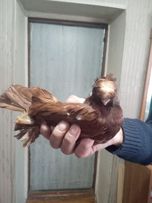 Продам голубей пара