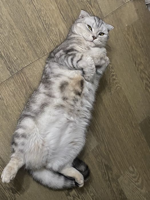 Отдам в хорошие руки