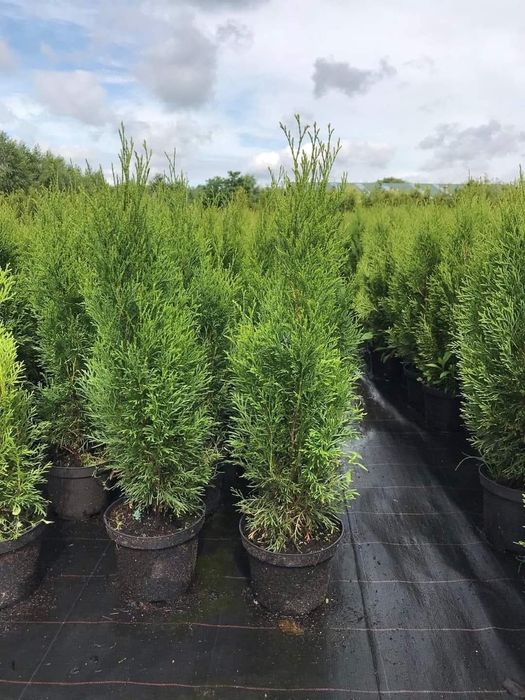 Tuia Smaragd de la 40 de cm la 160