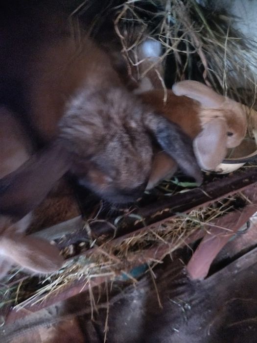 Продам кроликов от 2500