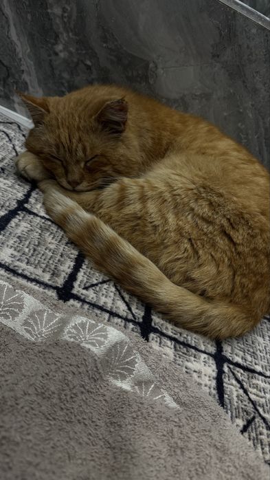 Кот хорший ласковый