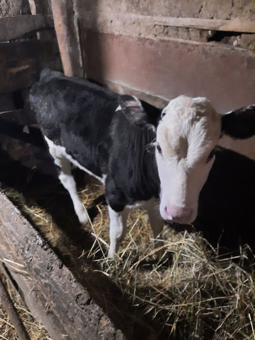 Продам телочку 2 месяца