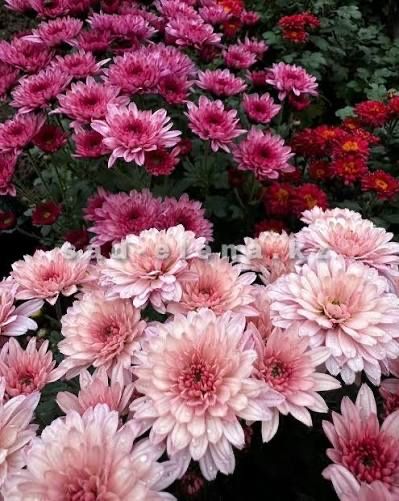 Хризантемы садовые цветы