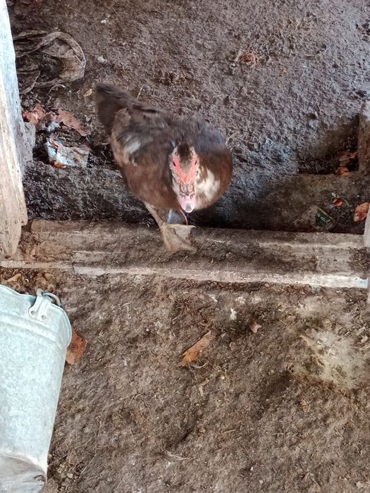 Әр қайсысы 7мыңнан