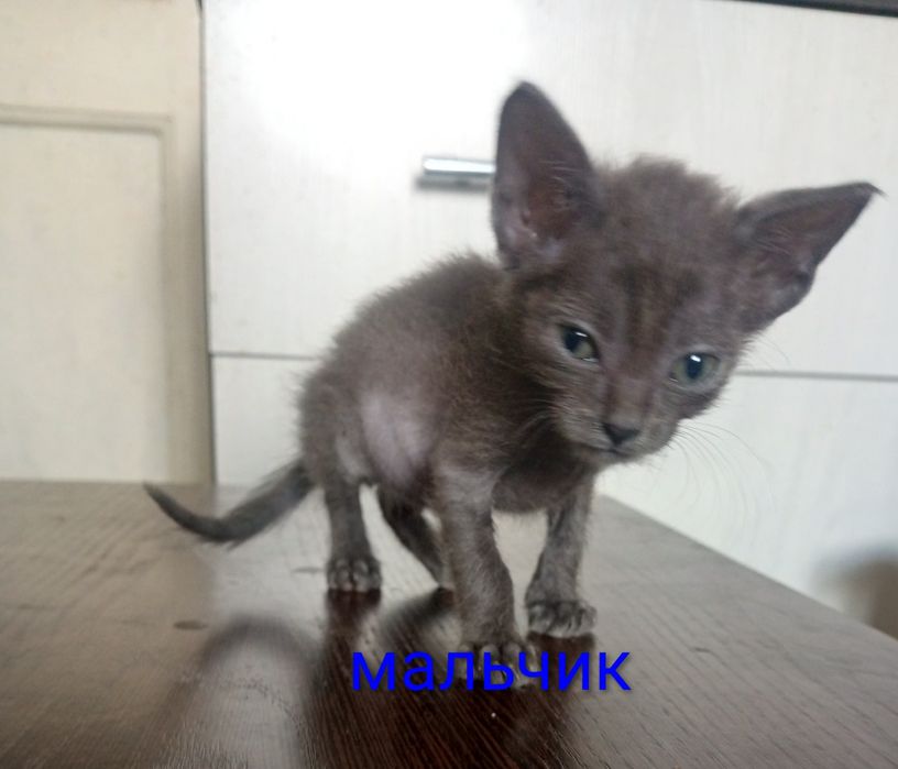 Отдам даром котят смесь с Мейн Куном