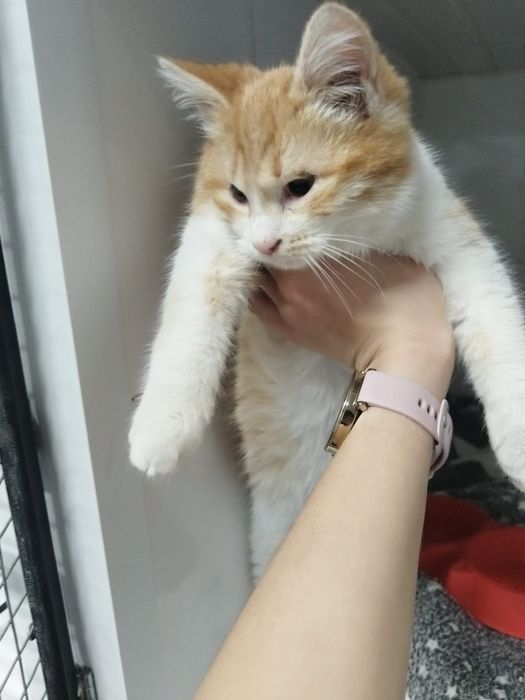 Котенок ищет дом