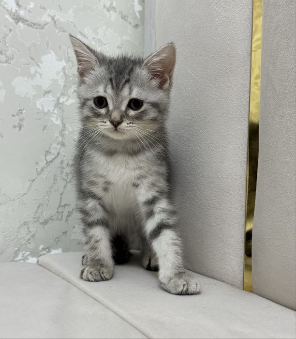 Котенок Шотландский