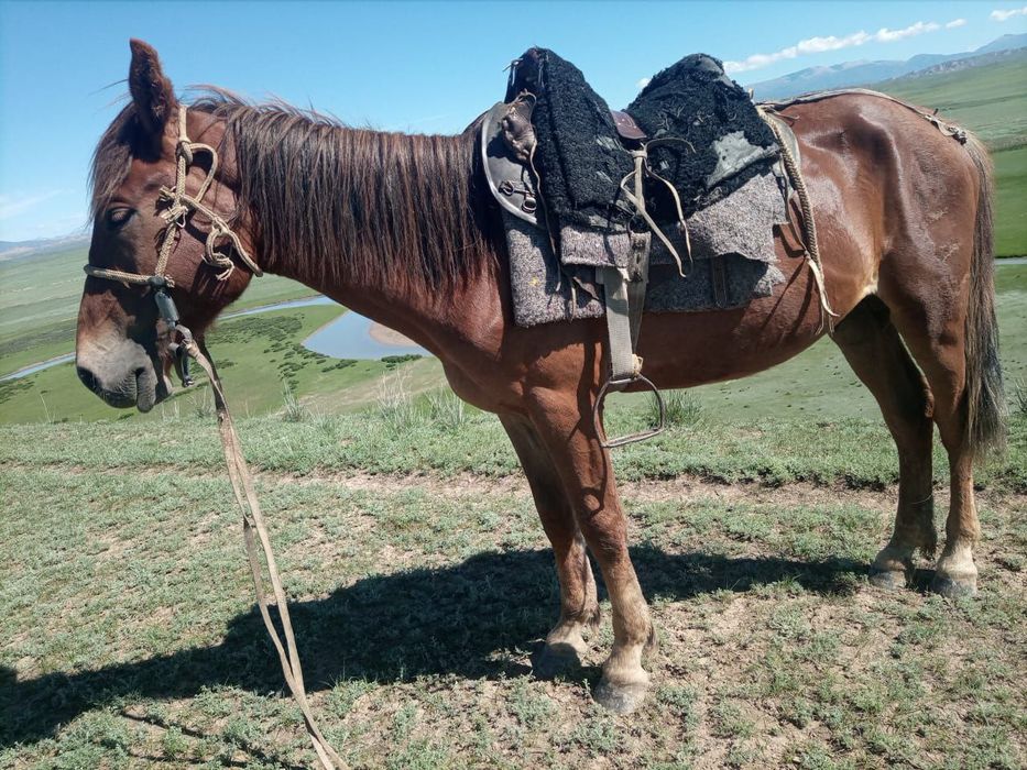 жеребец на продажу