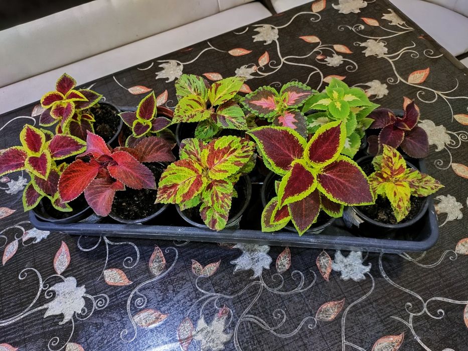 Колеусы, доставка.