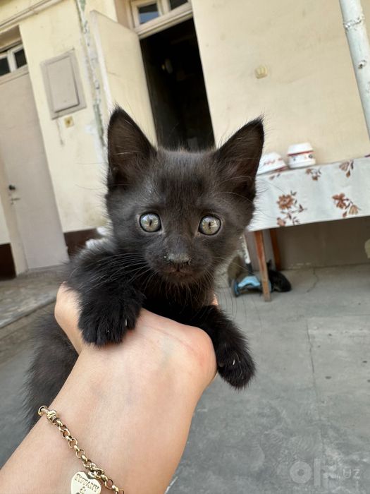 Котята отдам даром