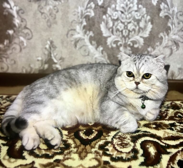 Британская чистокровная серебристая шиншила приглашает кошек на ВЯЗКУ