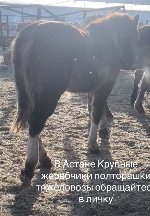 Тяжеловозные Жеребчики 2летки