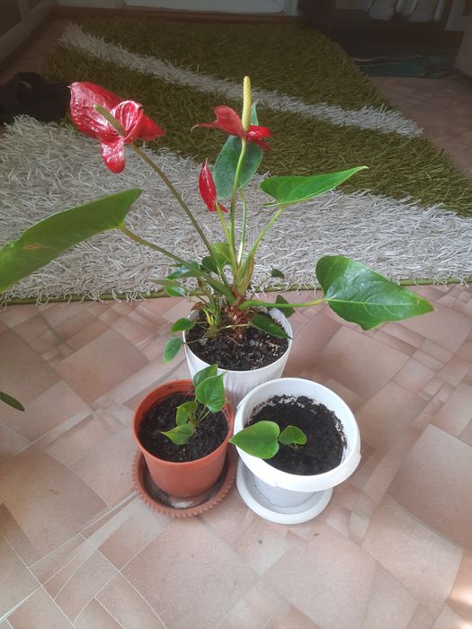 Продам комнатные цветы