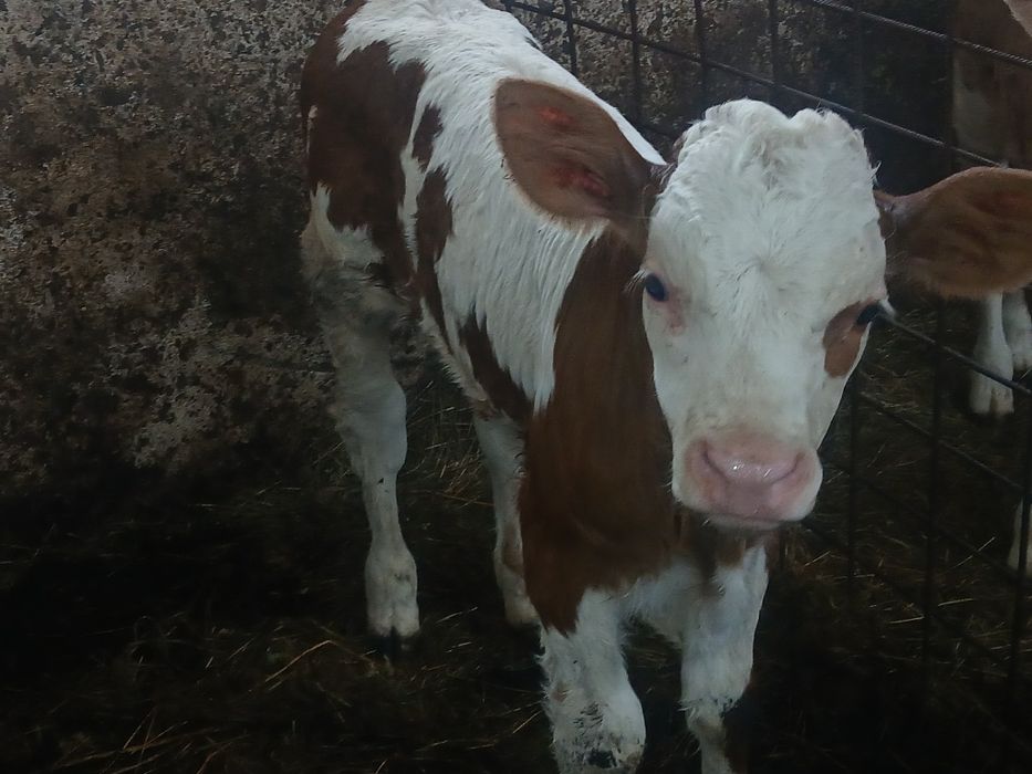 Viței de vânzare