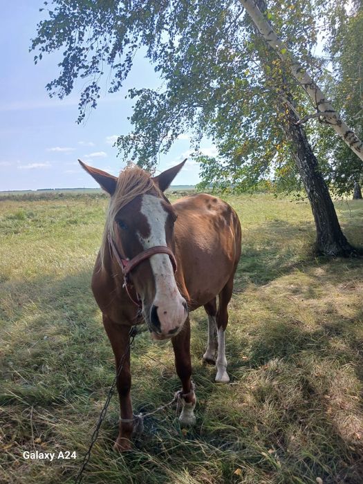 Продам кобылу на племя