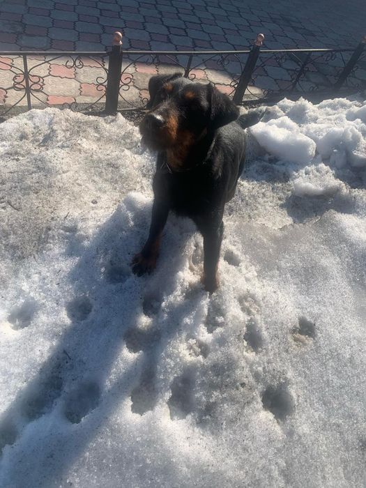 Вязка Ягдтерьера