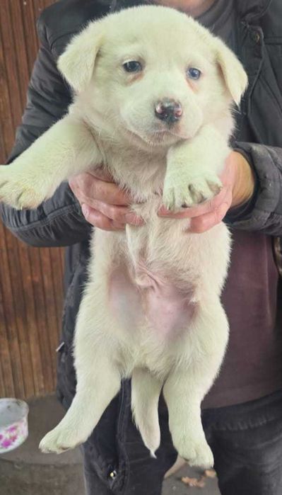 Отдам щенков в добрые руки