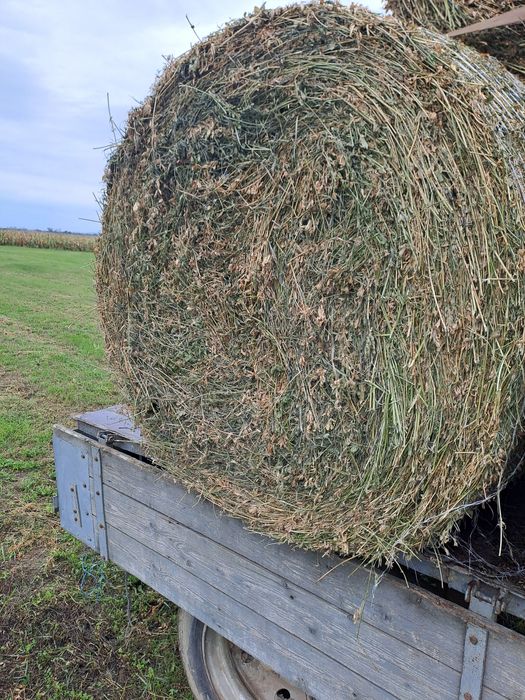 Baloti lucerna cal 1