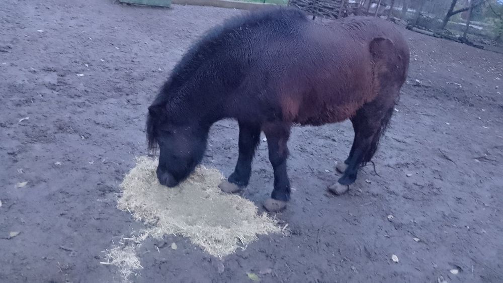 Женско пони черно