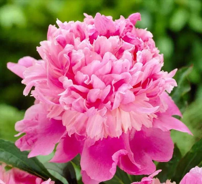 Rizomi ( Bulbi) de Bujori mari Paeonia, pt plantat, mari și parfumați, fluorescenta bogata nuante de Alb, Blue, Rosu Roz Mov inchis Galben Portocaliu