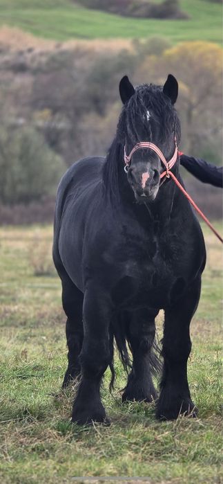 Armasar pentru monta