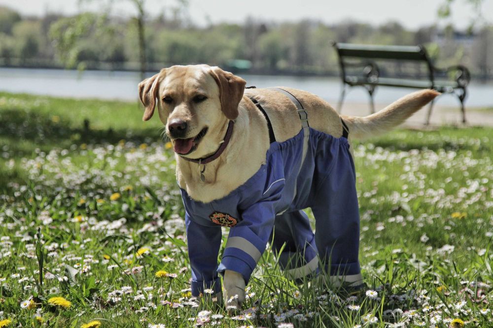 Salopeta Catel impermeabila protectie noroi Masura M si L labrador