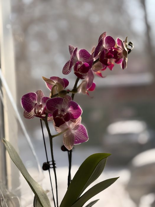 Живые орхидеи (свежая поставка)