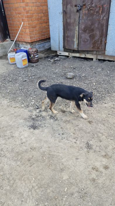 Щенки в добрые руки