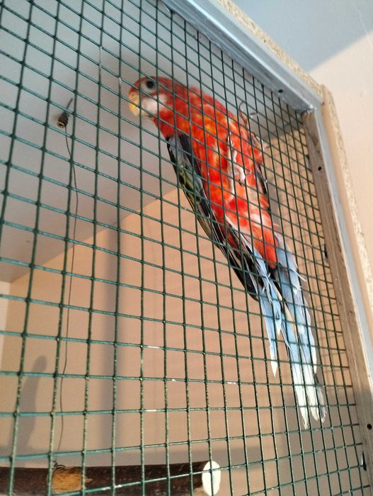 Papagali cântători și rosella, tineret.