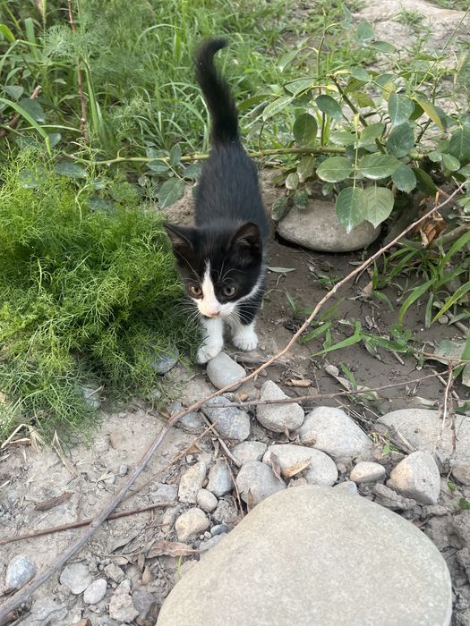 Котят даром чистый