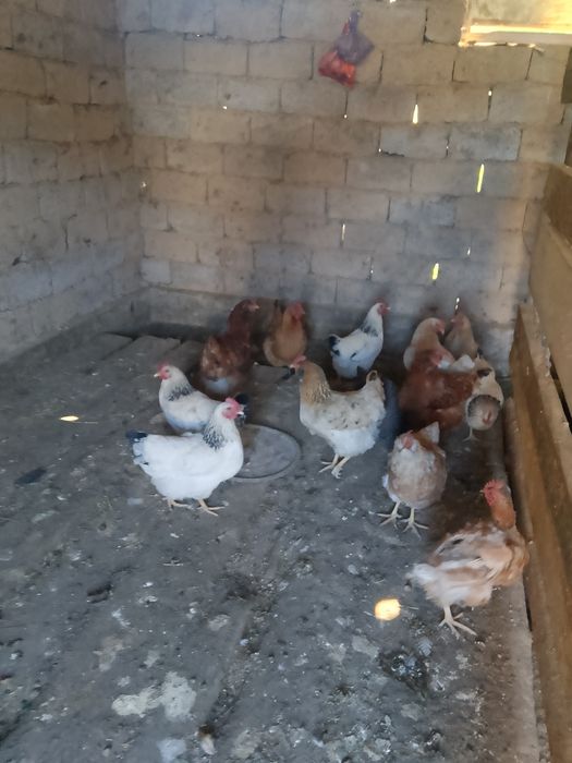 Тауыктар сатылады