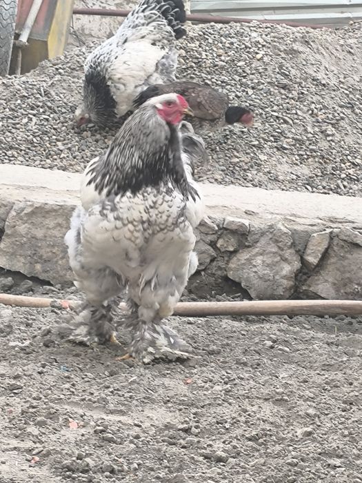 Брама тувук ва хурозлар