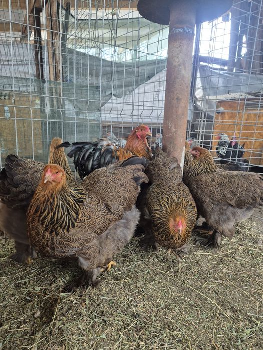 Ouă incubat Wyandotte, Ayam, Araucana, Brahma, mătase – fertilizate