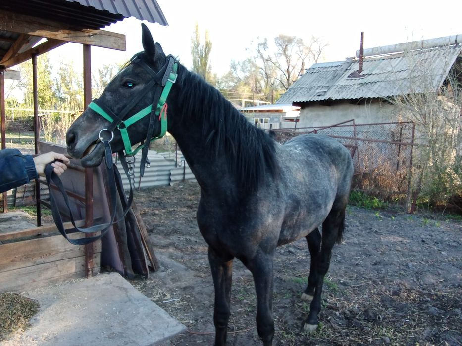 Продается молодая кобыла