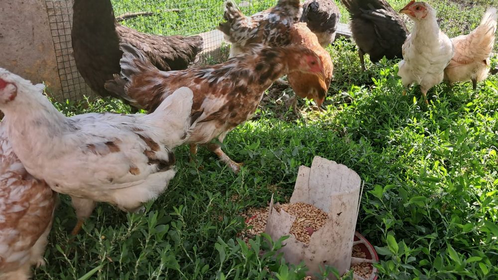 Срочно продам домашних цыплят